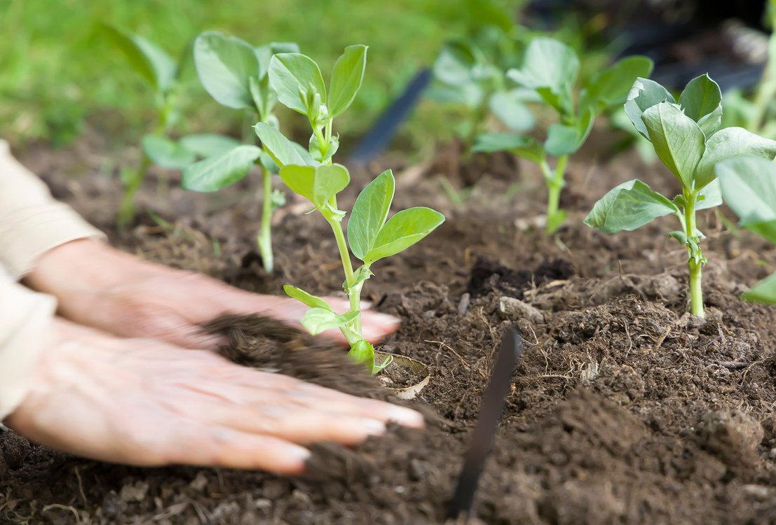 Close up of hands patting soil down after planting