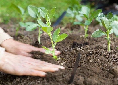 Close up of hands patting soil down after planting