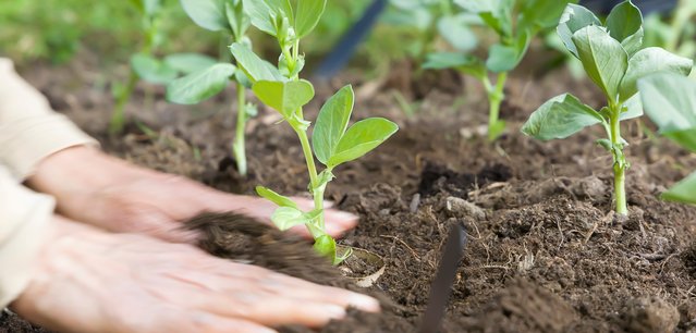 Close up of hands patting soil down after planting