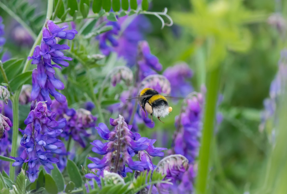 Bumblebee Conservation Trust-Bombus_lucorum_with_pollen_Vicia_cracca_Pieter_Haringsma (1).jpg