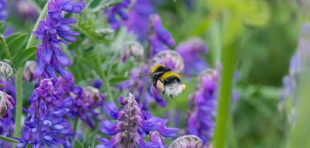 Bumblebee Conservation Trust-Bombus_lucorum_with_pollen_Vicia_cracca_Pieter_Haringsma (1).jpg