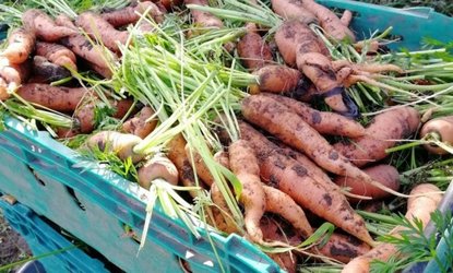 carrots-canelside-csa-lg-19nov21