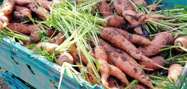 carrots-canelside-csa-lg-19nov21