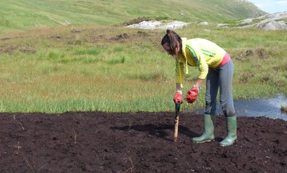 Cotton grass plug planting on bare peat, Borrowdale Moss, Cumbria Wildlife Trust