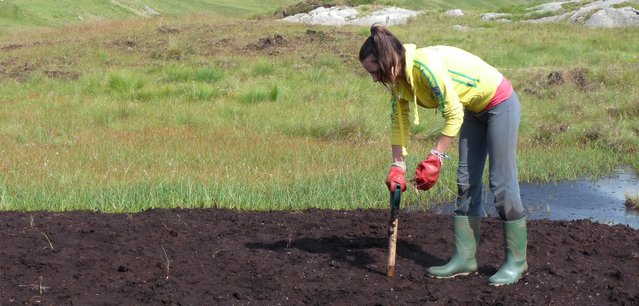 Cotton grass plug planting on bare peat, Borrowdale Moss, Cumbria Wildlife Trust
