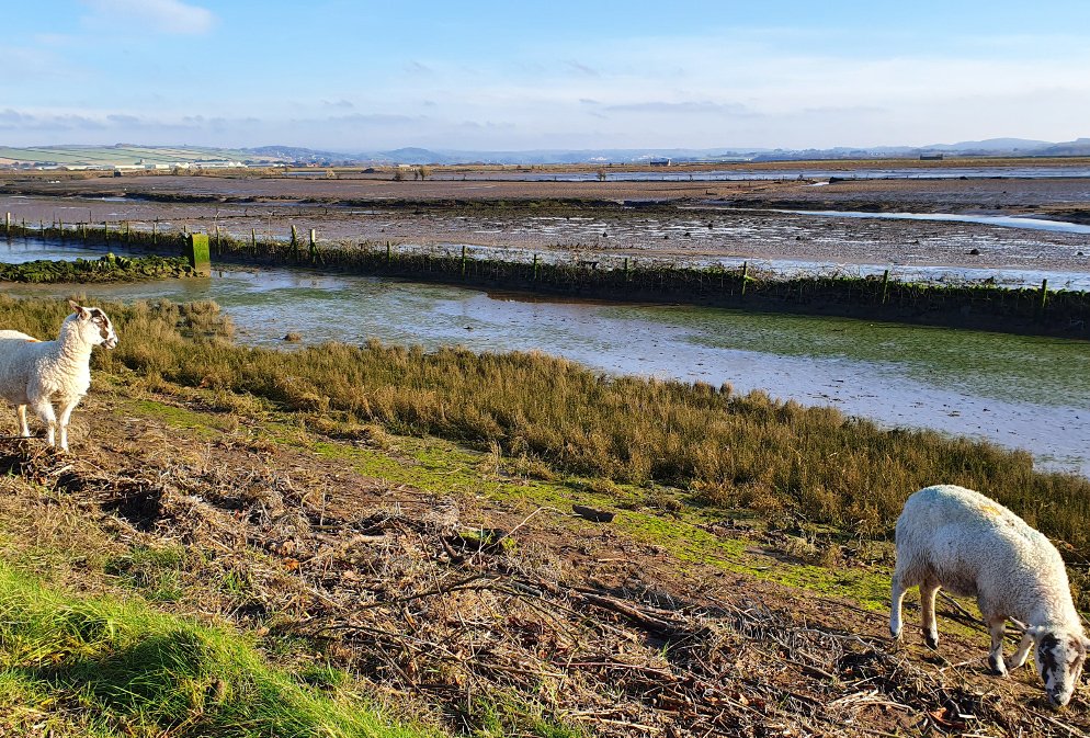 Devon Wildlife Trust, Caen Wetlands