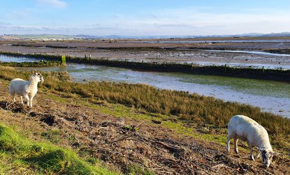 Devon Wildlife Trust, Caen Wetlands