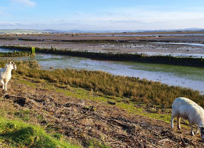 Devon Wildlife Trust, Caen Wetlands
