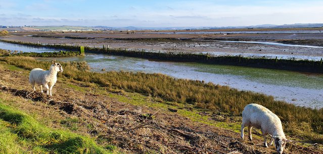 Devon Wildlife Trust, Caen Wetlands