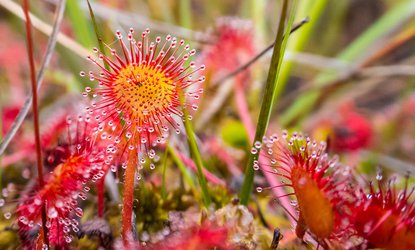 Drosera rotundifolia© Natural EnglandAllan Drewitt.jpg