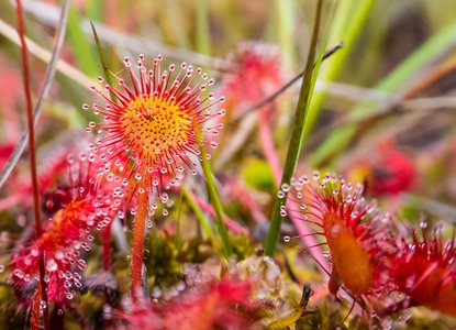 Drosera rotundifolia© Natural EnglandAllan Drewitt.jpg