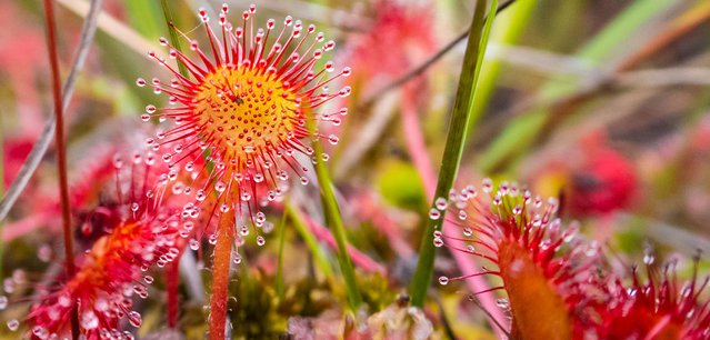 Drosera rotundifolia© Natural EnglandAllan Drewitt.jpg