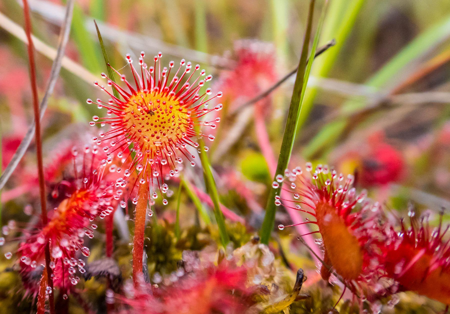 Drosera rotundifolia© Natural EnglandAllan Drewitt.jpg