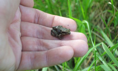 Froglife: Common frog found during amphibian tunnel surveys