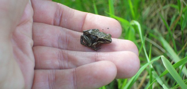 Froglife: Common frog found during amphibian tunnel surveys