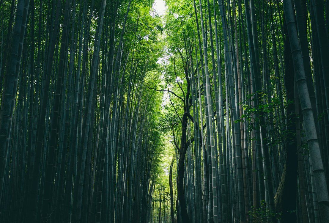 Green bamboo forest during daytime