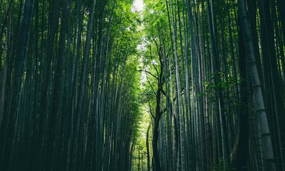 Green bamboo forest during daytime