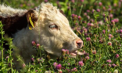 Pasture-Fed Livestock Association