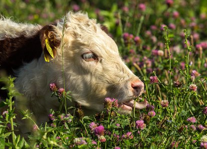Pasture-Fed Livestock Association