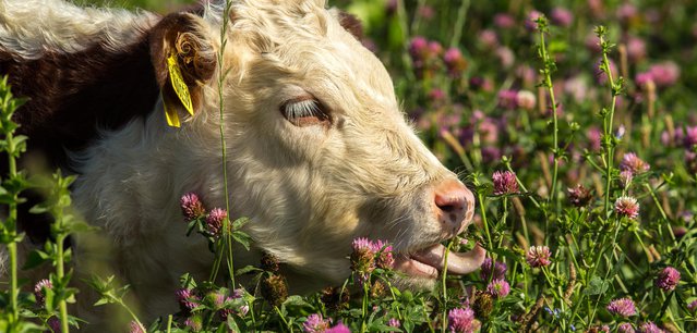 Pasture-Fed Livestock Association
