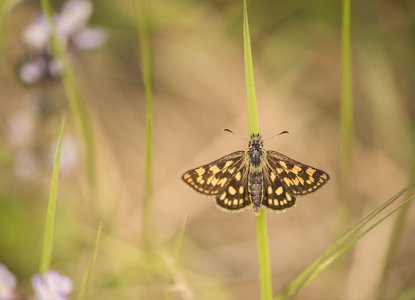 RSPB-Back_from_the_Brink___Chequered_Skipper__Northants__Photo_by_Ben_Andrew.jpg