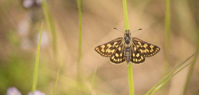 RSPB-Back_from_the_Brink___Chequered_Skipper__Northants__Photo_by_Ben_Andrew.jpg