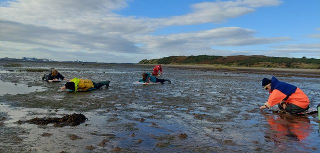Cumbria Wildlife Trust: Seagrass seed collection