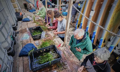 Seagrass restoration volunteers Credit Seawilding
