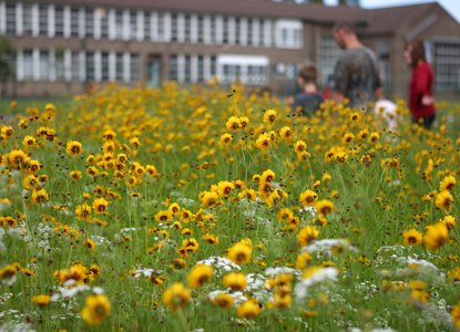 Urban flowers in Sheffield ©Paul Hobson