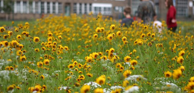 Urban flowers in Sheffield ©Paul Hobson