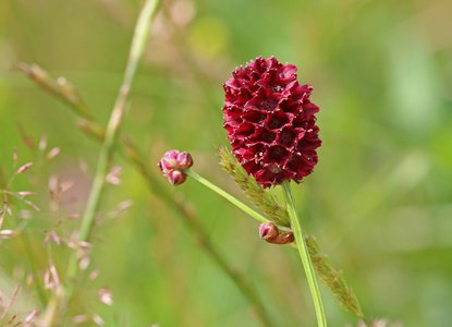 Wildlife Trust Worcestershire-Great burnet CREDIT Wendy Carter 6609.jpg