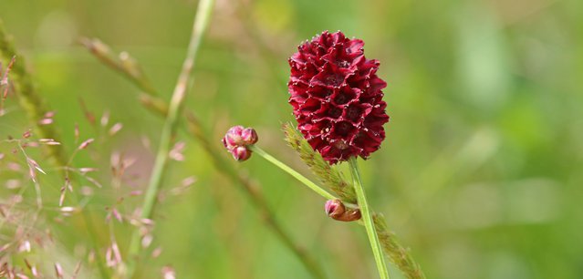 Wildlife Trust Worcestershire-Great burnet CREDIT Wendy Carter 6609.jpg