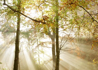 Woodland Trust - sunlight through trees