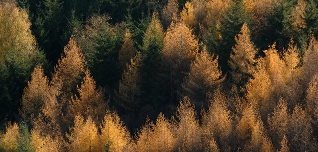 Woodland Trust forest