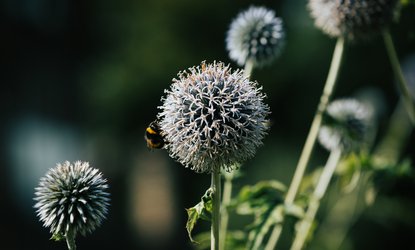 Woodland Trust Still-123 (1).jpg