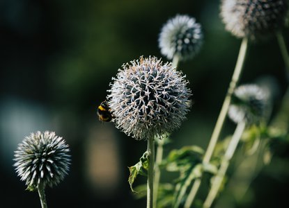 Woodland Trust Still-123 (1).jpg