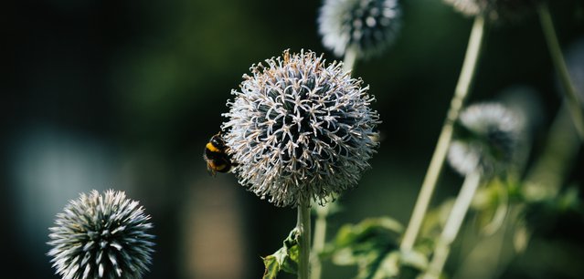 Woodland Trust Still-123 (1).jpg