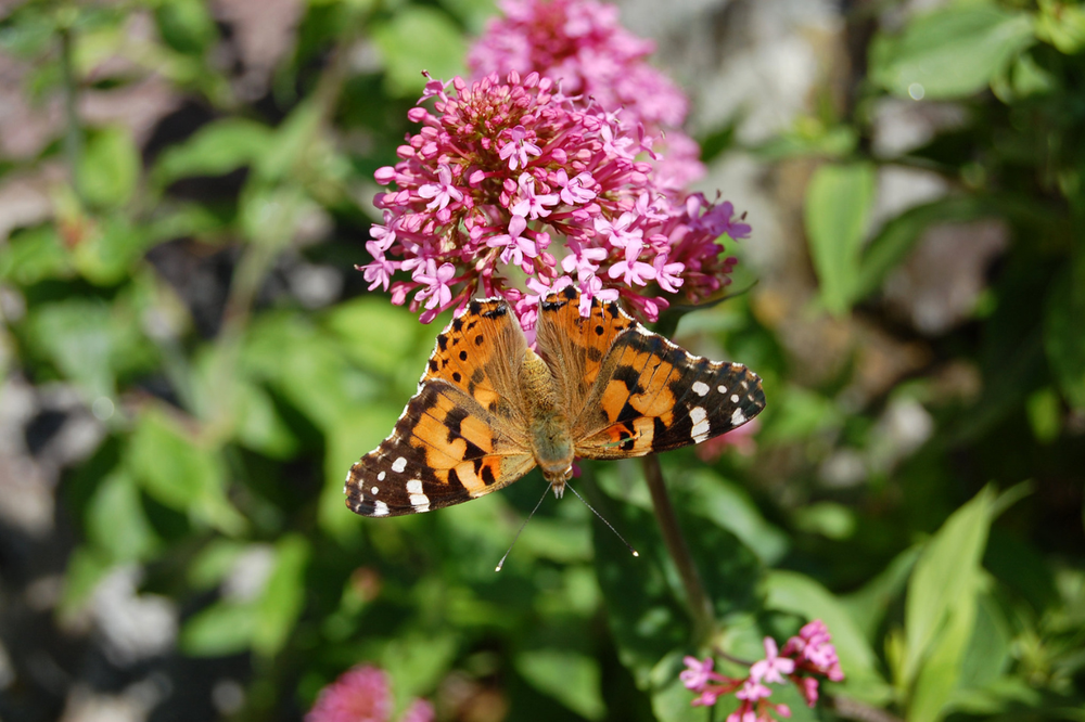 Monarch butterfly and pink flowers in Wales