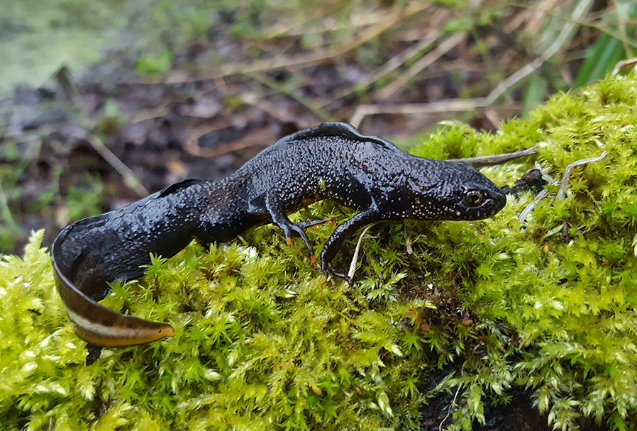 Great Crested Newt