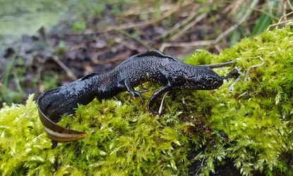 Great Crested Newt