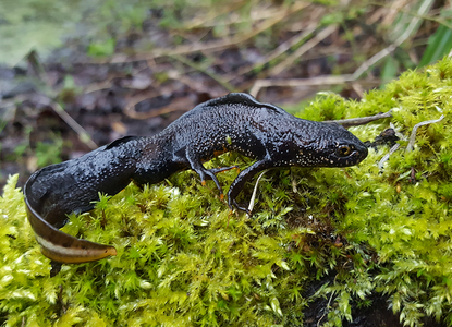 Great Crested Newt