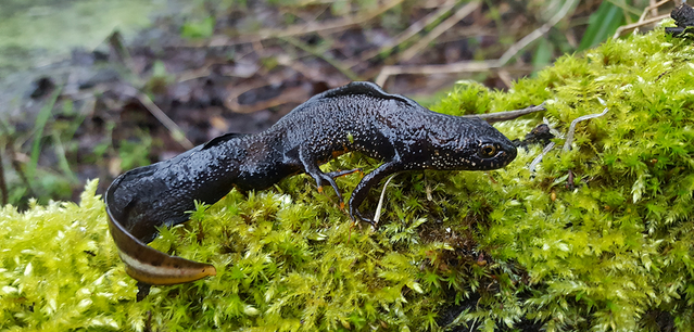 Great Crested Newt