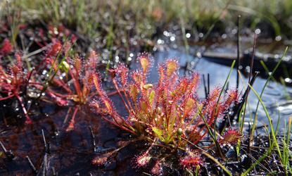 Peatland-Wareham Forest Dorset (C) Emma Goodyer.JPG