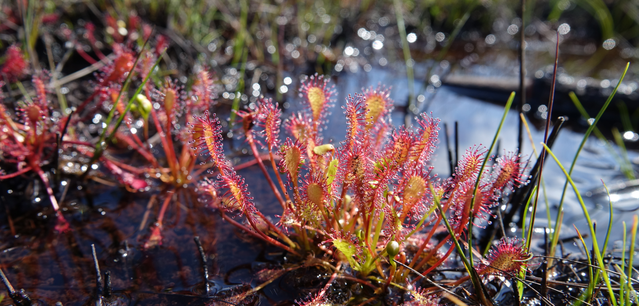 Peatland-Wareham Forest Dorset (C) Emma Goodyer.JPG