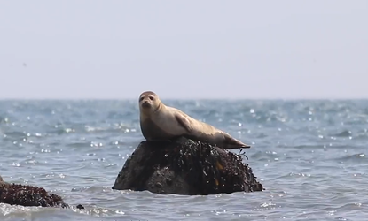 Seal-North Sea Wildlife Trusts.png