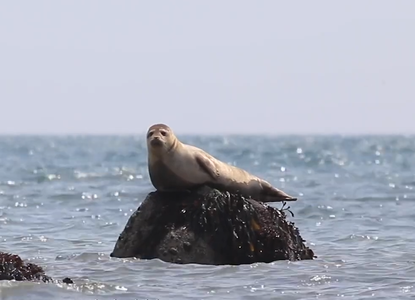 Seal-North Sea Wildlife Trusts.png