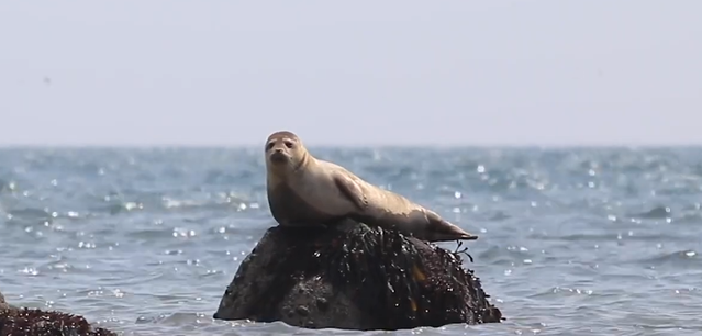 Seal-North Sea Wildlife Trusts.png