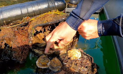 Seawilding-oyster restoration2.png
