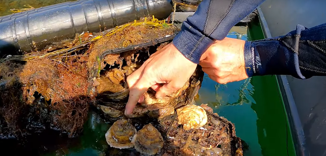 Seawilding-oyster restoration2.png