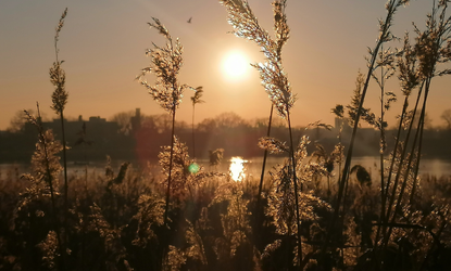 Sunset on a reservoir as viewed through reeds.